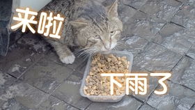 加菲猫三姐弟