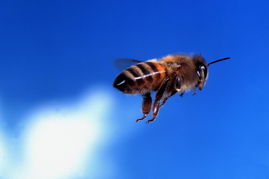 以色列急性麻痹病毒 让蜜蜂找不到归途 