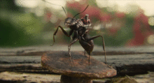 蚂蚁都吃什么东西 为了食物它们甚至饲养和培育其他生物