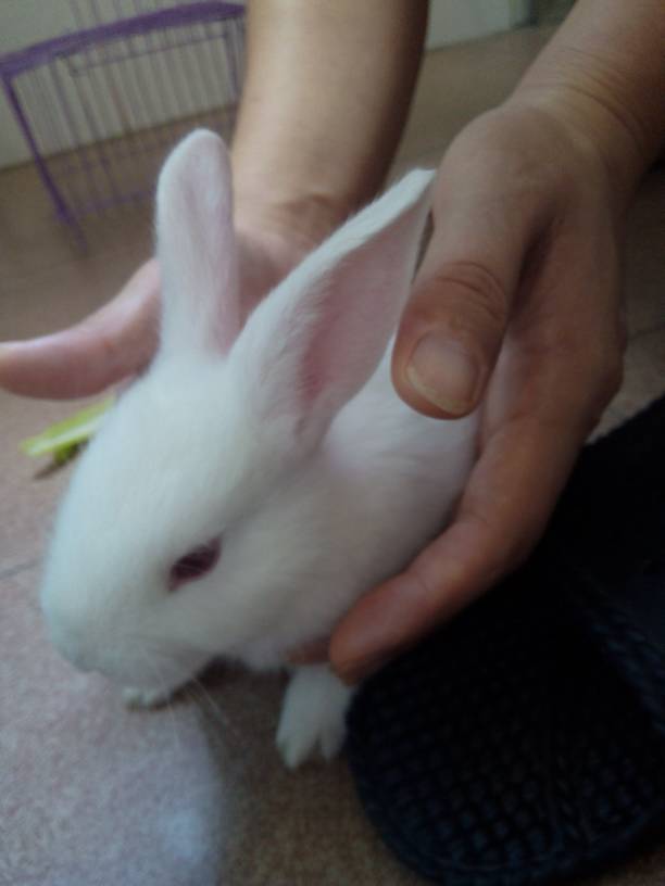 刚买了一只小白兔,很可爱很萌,叫什么名字呢 