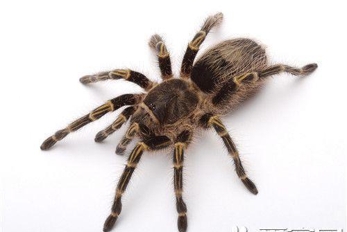 宠物蜘蛛品种 六种最常见最受欢迎的宠物蜘蛛