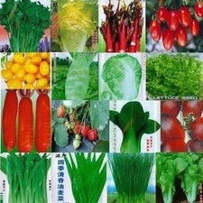 四季种植蔬菜种子