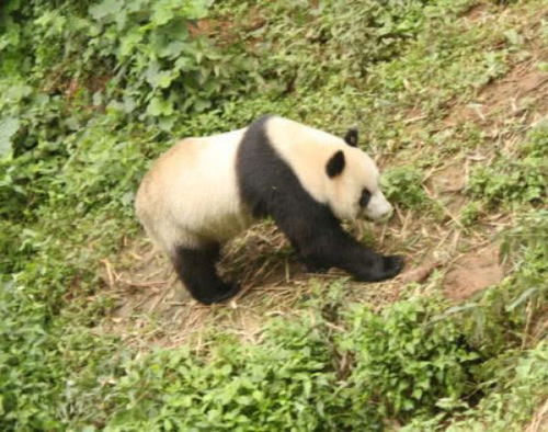 如果熊猫袭击人类,有什么后果 专家 你真以为国宝是随便叫的