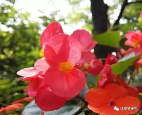 立秋后海棠花样是什么样子