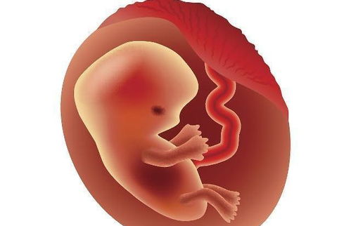 怀孕期间,怎样可以拥有健康孕囊 孕囊到底是胚胎,还是生命呢