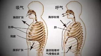 大通湖电视台 健康频道 呼吸入腰,百病全消,你的呼吸,能吸到哪里