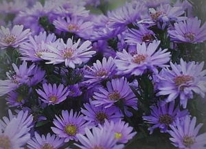 紫苑草花语,紫菀花语的传说