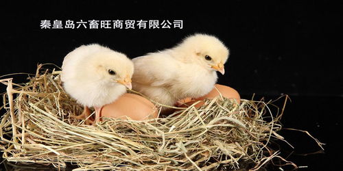 饲养雏鸡应该预防和做到的哪些