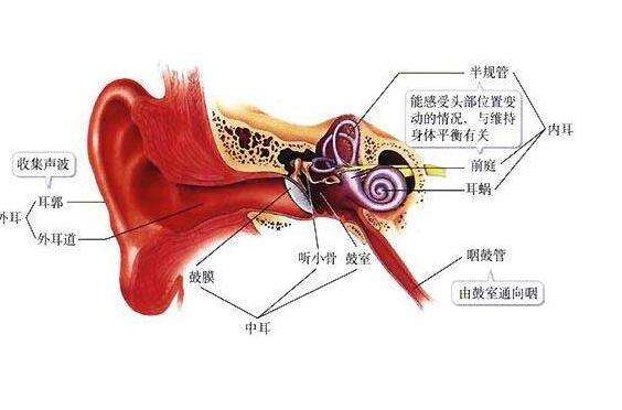 入伍体检对耳朵的要求