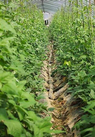 豆角开花结果期温度管理,豆角开花