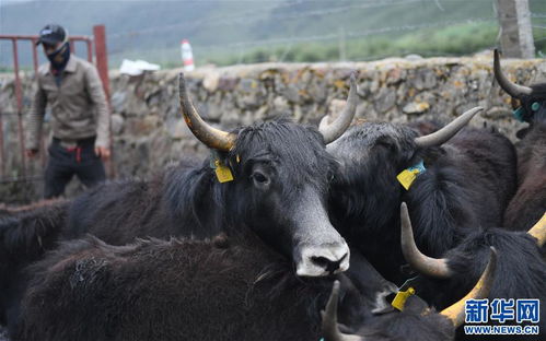 大通牦牛 嫁 入西藏 图
