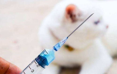 狂犬疫苗打几次,狂犬疫苗打几次可以终身免疫