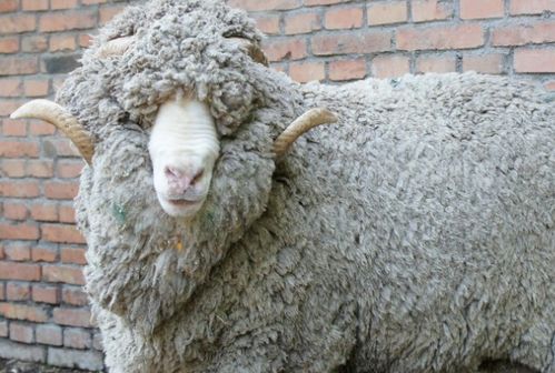 这几个月出生的属羊人,乃是 金羊之命 ,注定功成名就