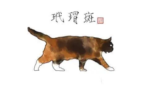 古代猫奴怎样区分猫咪品种的呢 博大精深的中文,起名也富有诗意
