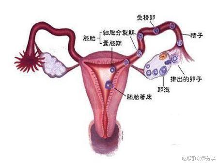 怀孕要过4重大关,原来怀孕并不是一件简单的事