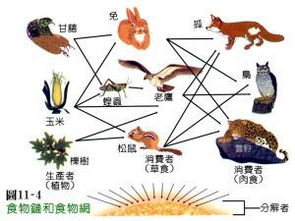 食物的基本含义 