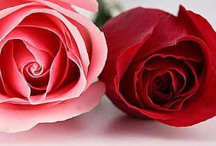 粉色玫瑰花跟红色玫瑰花的意义？