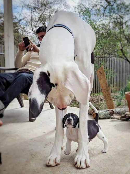 春明不觉晓丨世界上最大的狗,比人还高却内心软萌,网友 这养的真是狗吗
