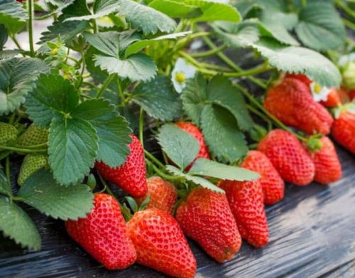 草莓喜阴还是喜阳光的植物,草莓在南阳台无露水能养活吗