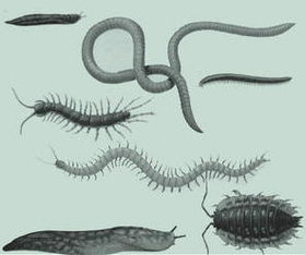 蜈蚣蜘蛛蜗牛蚯蚓是昆虫吗（蜈蚣与蜗牛） 第1张