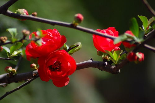 长寿冠海棠海棠,介绍长寿冠海棠海