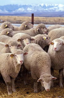物种日历 鬼节喝羊汤 ,你可知道羊的驯化历史几乎和人类文明一样长 