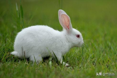兔子取名叫什么名字 兔子取名叫什么名字可爱