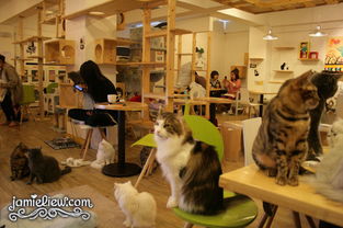 韩国最大猫咪咖啡馆 Toms Cat 猫跳台比客人椅子多
