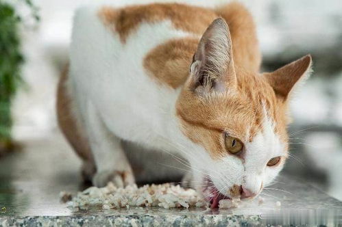 猫咪各个成长阶段饮食大集合,你家猫咪是不是这么吃的 