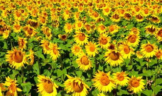 太阳花寓意和花语,太阳花：生命的热情与坚韧的象征