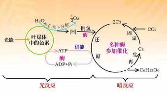 冷箭竹的光合作用是在哪些细胞中进行的