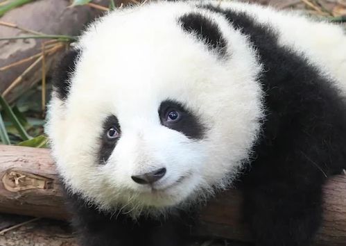 请停止,这不是爱,而是伤害 有游客给网红熊猫花花投喂甘蔗