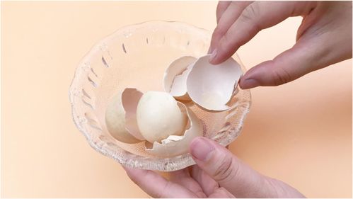 鸡蛋壳的妙用 鸡蛋壳可以用来种什么？ 