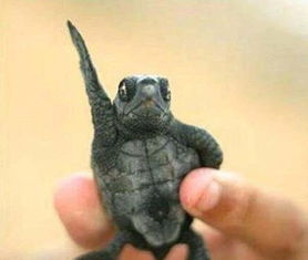 丛林里捡了一只小乌龟,乌龟是个表情帝