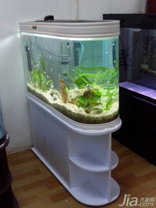 家中养鱼如何选择最佳的鱼缸摆放风水方位呢(风水学鱼缸应该放在家里什么位置)