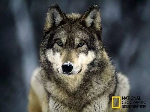 世上第一只狗,就是有病的狼