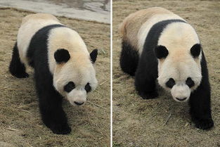 大熊猫客居比利时享元首级待遇