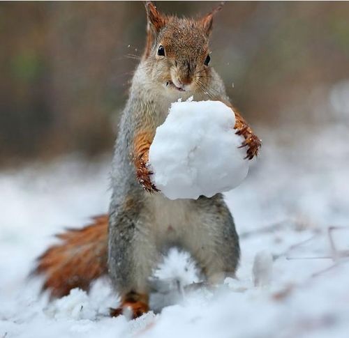 俄罗斯摄影师拍下松鼠在雪中玩耍的照片,简直萌翻了