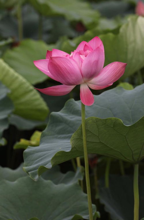 用菊花比喻人美丽造句-仿照例句我爱莲花，因为它出淤泥而不染，恰如清高正直，人格高尚的君子？