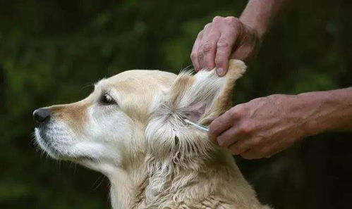 安爸告诉你狗狗有耳螨怎么治疗和预防