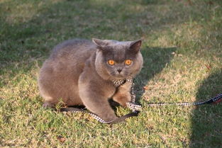 英短蓝猫和蓝白英短是一个品种吗 