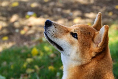 柴犬币最新价格行情潜力,我们应该从哪几个方面关注行业发展