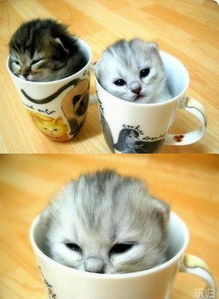 茶杯猫图片,茶杯猫图片大全