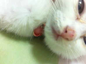 猫鼻子上起了个小红点,怎么回事啊 会不会是猫癣啊 养了一个月,手指上有一块,有点养,起皮,之前朋友 
