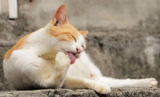 猫咪每天舔毛800次,你知道猫咪舔毛的秘密吗 不仅仅是爱干净 
