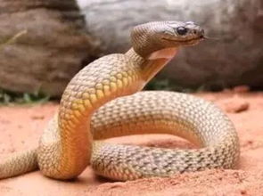 世界上最毒的蛇,内陆太攀蛇秒杀眼镜王蛇