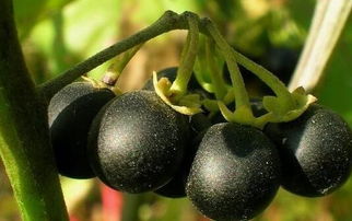 龙葵果能壮阳补肾吗,这是什么植物啊，成熟后接黑色的小果子？