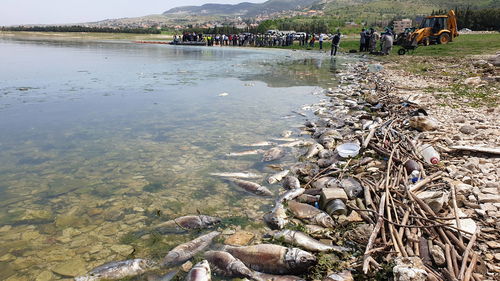 洞庭湖旱灾致大量鱼类被困死亡 今年天气这么干旱，老人说大旱后面必定大灾，这是真的吗？ 