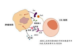 癌症生物治疗DC—CIK细胞免疫治疗需要多少钱？