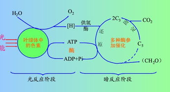 卡尔文循环中为什么没有C5 高中生物